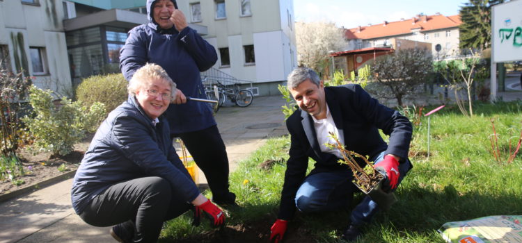 Blumen pflanzen im Falkenhagener Feld